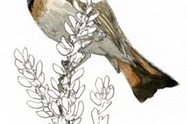 On peut observer les gorgebleues à miroir à proximité des marais salants, dans lesquels ils tirent une partie de leur nourriture, de petits mollusques principalement. Leur nid est caché à terre, dans des entrelacs serrés de plantes.  / © Denis Clavreul