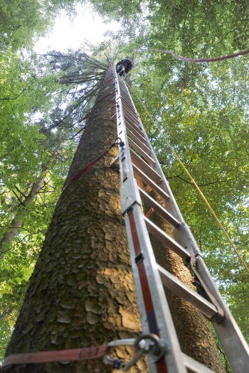 ...avant de monter à 32 mètres de haut, pour atteindre le nid de milan noir.  / © Sandro Campardo