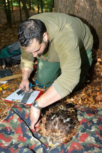 On équipe le jeune milan noir d'une balise satellite.  / © Sandro Campardo