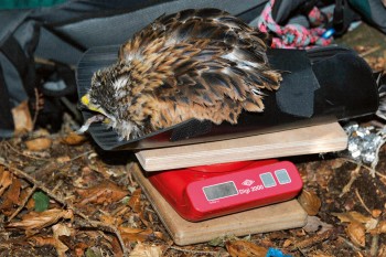Pesée du jeune milan noir / © Sandro Campardo