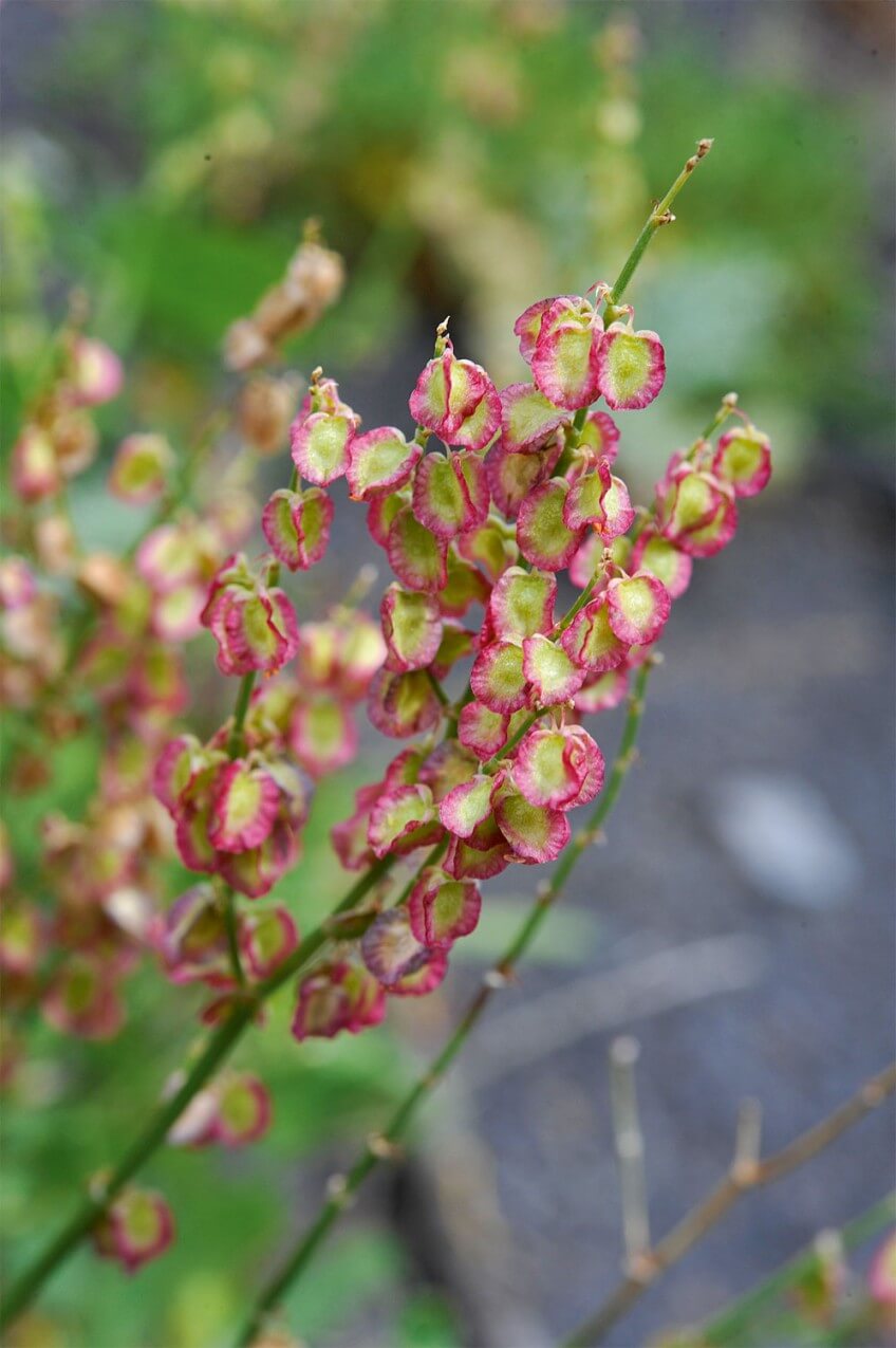 Oseille ronde Oseille ronde