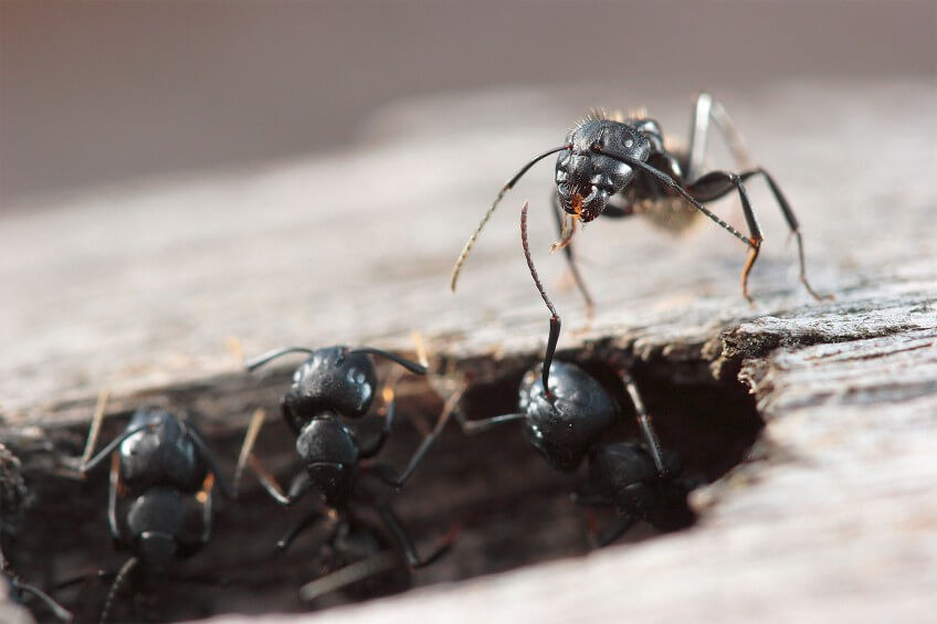 Ouvrières de Camponotus vagus à la sortie de leur nid creusé dans le bois mort. Ouvrières de Camponotus vagus en photo