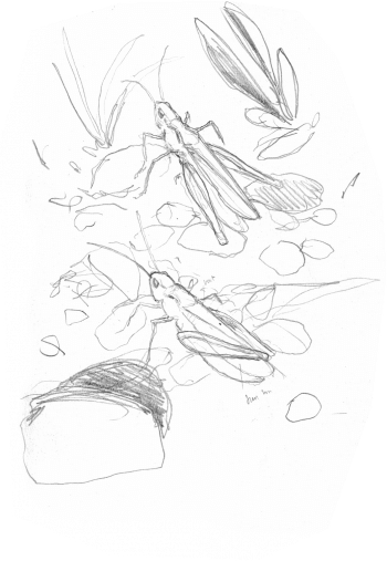 « Parade de criquets de la palène. Le mâle s'approche en stridulant, la femelle esquive! »