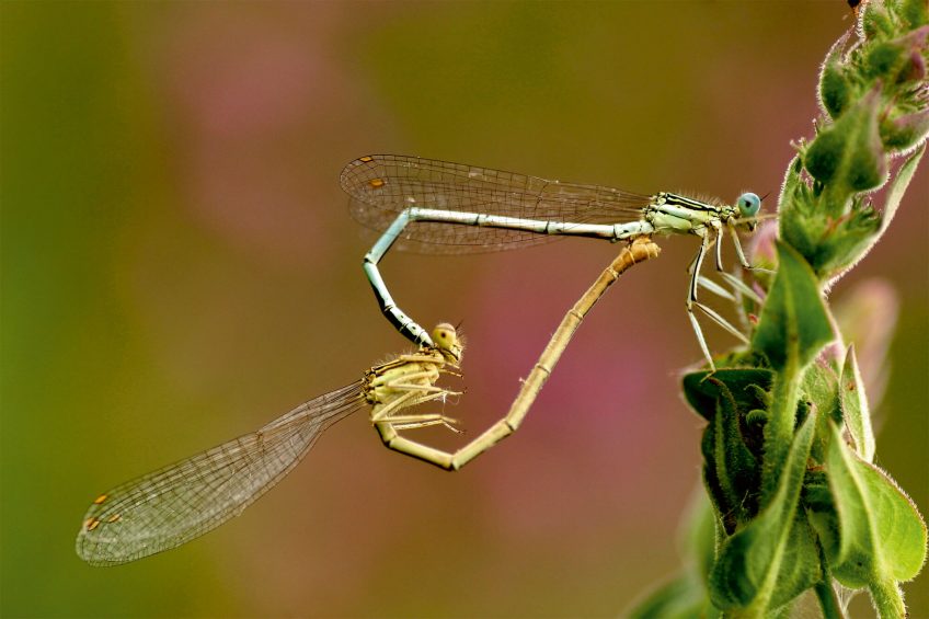Pennipattes bleuâtres.