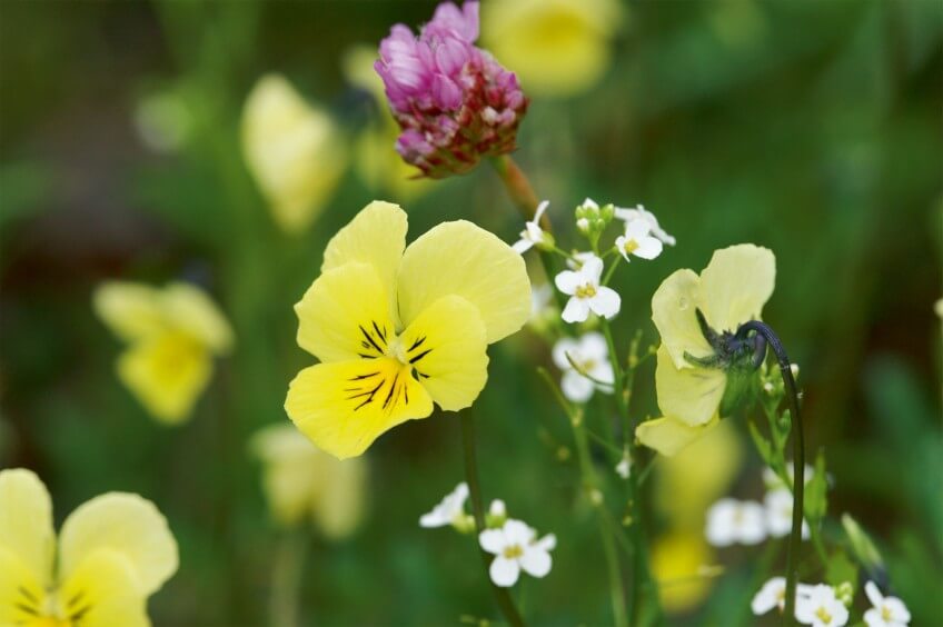 Pensée calaminaire (Viola calaminaria) et arabette de Haller (Arabidopsis halleri) Pensée calaminaire