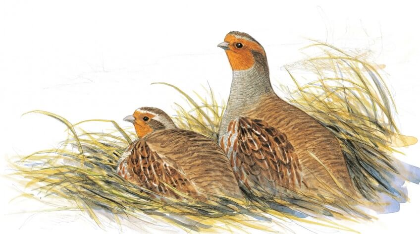 Perdrix grises Perdrix grises