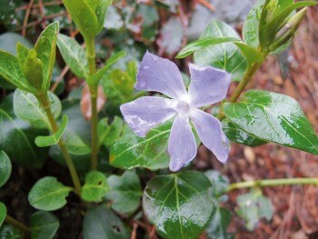 Petite pervenche / © Fleur Daugey