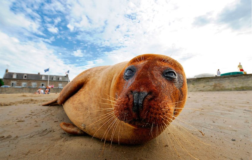Phoque gris en baie de Somme