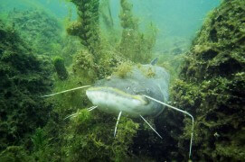 Portrait de silure / © Rémi Masson