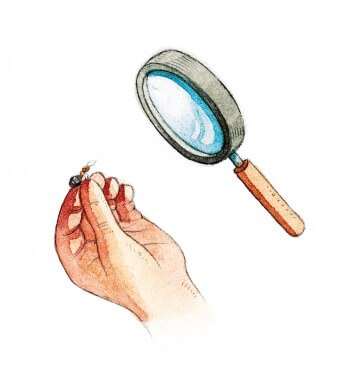 Pour bien admirer une fourmi à la loupe, tenez-là par une patte. Dessin de fourmi à la loupe