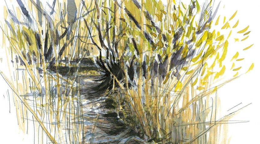 Pour réussir un affût, choisir un bon endroit est crucial. Ouvrez l'oeil pour repérer les coulées et autres traces de passage de la faune sauvage. Pour réussir un affût, choisir un bon endroit est crucial.