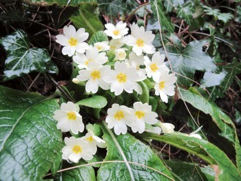 Primevère acaule / © Fleur Daugey