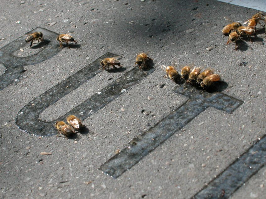 Quand l'art réunit les abeilles et l'urbain