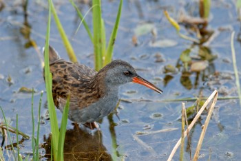 Râle d'eau / © Danièle Boone