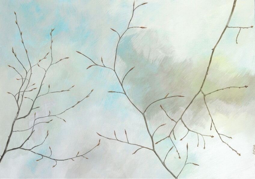 Rameaux et bourgeons. De gauche à droite: charme, hêtre, chêne. Dessin de rameaux et bourgeons