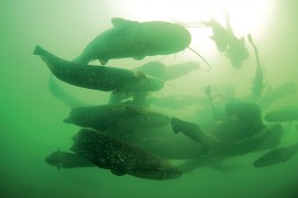 Rassemblement de silures / © Rémi Masson