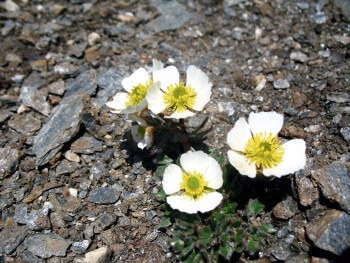 Renoncule des glaciers Renoncule des glaciers