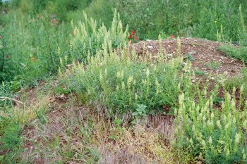 Réséda jaune, très commune dans les friches et terrains caillouteux Réséda jaune, très commune dans les friches et terrains caillouteux