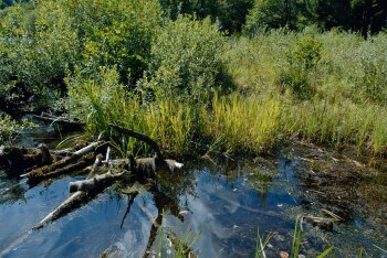 Rive sauvage du lac de Sewen / © Danièle Boone