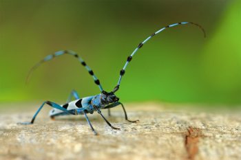 Rosalia alpina: le rare coléoptère azuré. 