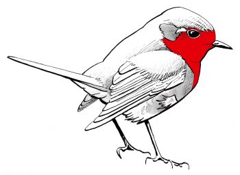 Rougegorge Rougegorge