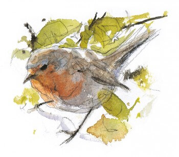 écureuil : 3 conseils pour l'observer facilement près de chez vous