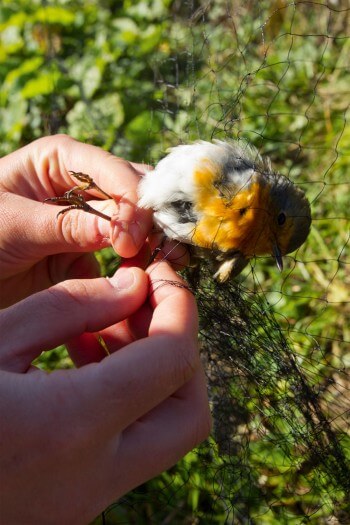 Rougegorge pris dans les filets du col de Jaman