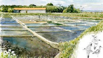 Salines de guérande et avocettes élégantes