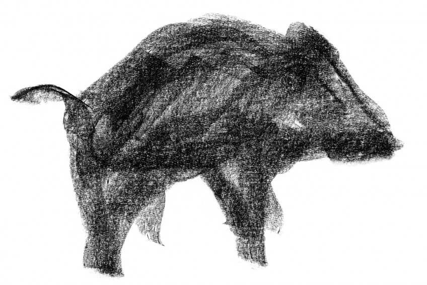 Dessin sanglier