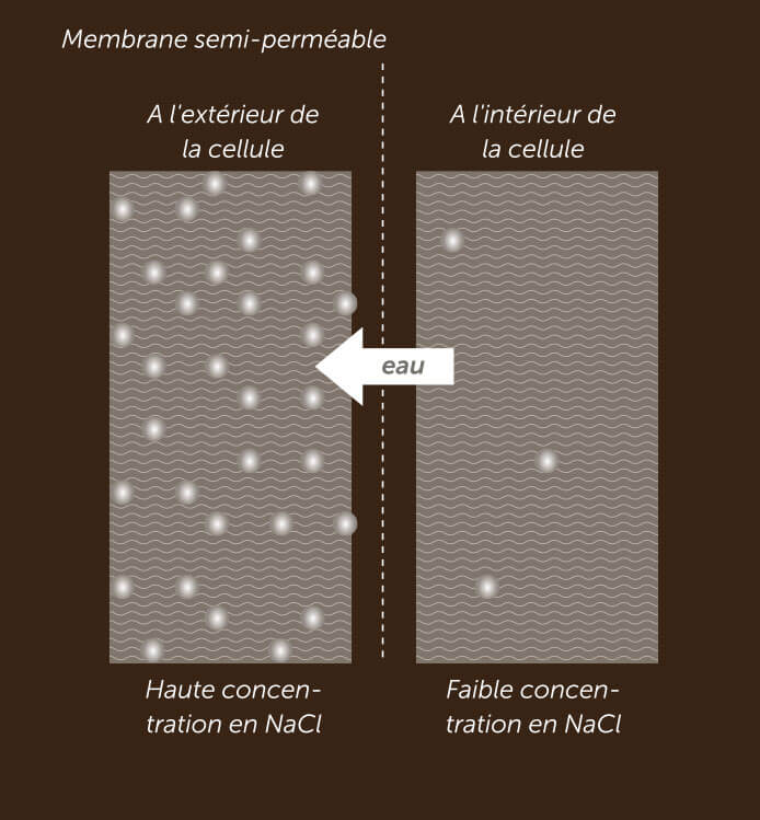 Schéma illustrant l'osmose, un équilibrage de la concentration en sel d'une solution grâce au mouvement de l'eau à travers une membrane semi-perméable