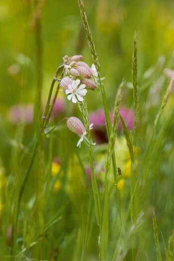 Silène enflé calaminaire (Silene vulgaris) Silène enflé calaminaire (Silene vulgaris)