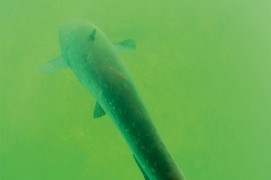 Silure de dos / © Rémi Masson