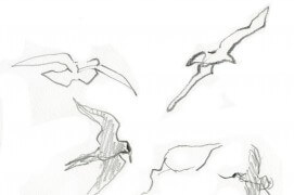 Sternes en vol / © Denis Clavreul