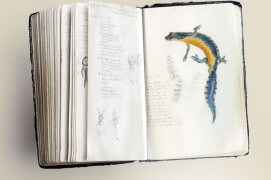 Sur cette page, les dessins d'orchidées côtoient un triton alpestre mâle / © Philippe Roux-Fouillet