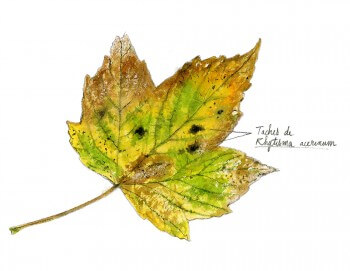 Erable : 4 observations de la faune et la flore qui vit sur son écorce champignons