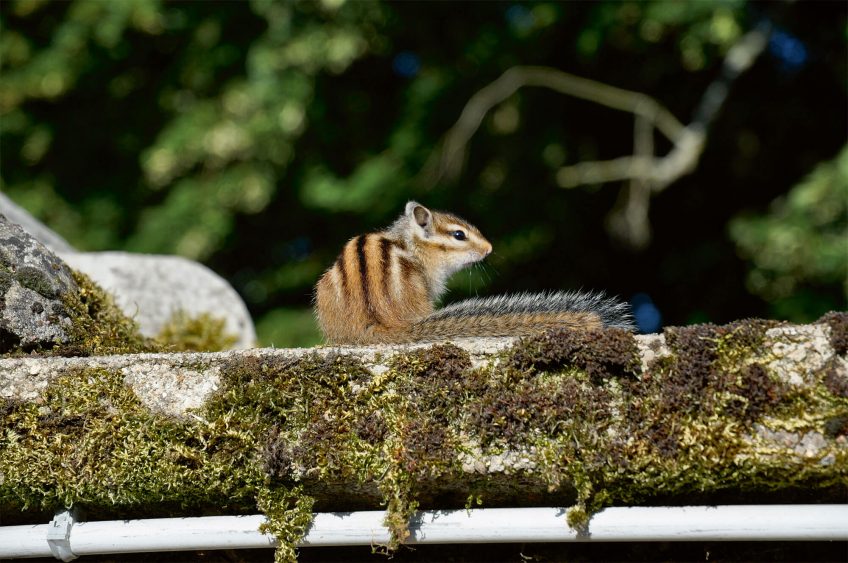 Tamia de Sibérie ou écureuil de Corée, un écureuil exotique introduit en Europe
