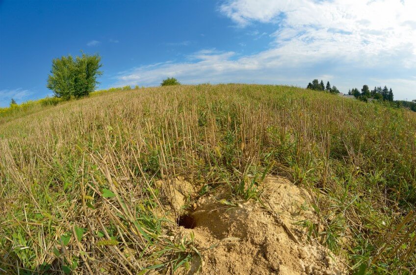 Terrier de grand hamster dans un champ de blé.