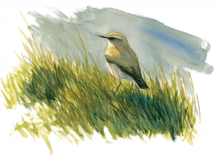 Observez les criquets, grillons et autres chanteurs des prés