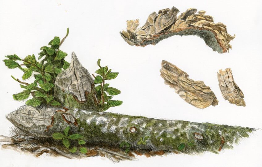 Tronc taillé en crayon, zone de cassure et copeaux qui jonchent le sol. Pas de doutes, le castor est passé par là.