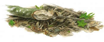 Tronc taillé en crayon, zone de cassure et copeaux qui jonchent le sol. Pas de doutes, le castor est passé par là.