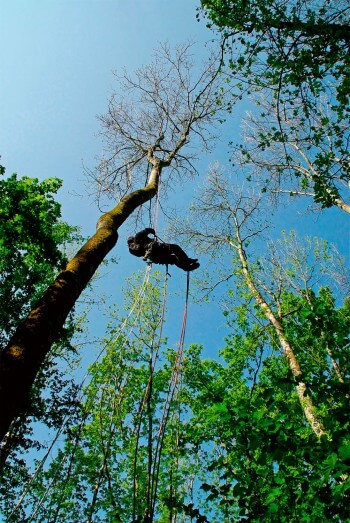 Un accrobrancheur collecte la petite vie du sommet des arbres.