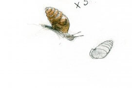 « Un autre mollusque! (3 mm) » / © Benoît Perrotin