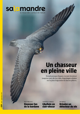 Couverture de La Salamandre n°229