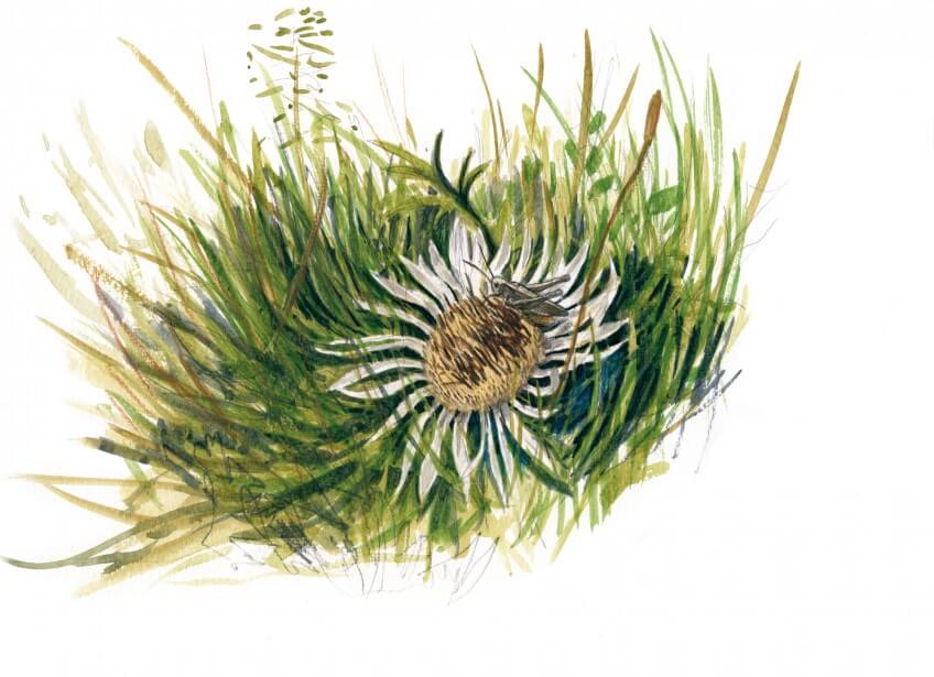 « Un Chorthippus biguttulus se réchauffe sur une carline. »