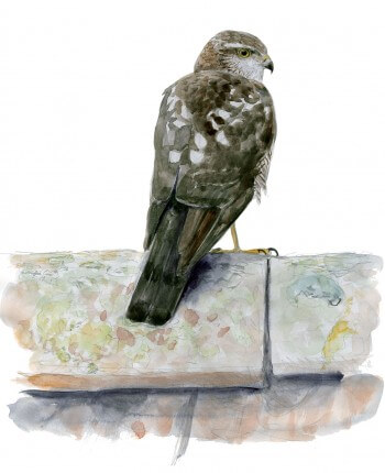 « Un épervier immature perché en évidence. » / © Jean Chevallier