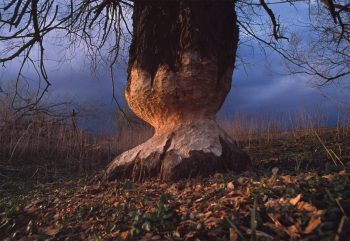 Un large tronc patiemment taillé en crayon par un castor. Bientôt l'animal pourra atteindre ses feuilles appétissantes.