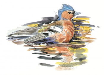 « Un mâle de pinson des arbres au bain. Entre deux ablutions, l'oiseau est aux aguets, immobile et ébouriffé,la queue est étalée à la surface de l'eau et l'aide aussi à garder son équilibre. » / © Sylvain Leparoux