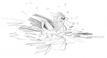 « Un mâle de pinson des arbres au bain. Entre deux ablutions, l'oiseau est aux aguets, immobile et ébouriffé,la queue est étalée à la surface de l'eau et l'aide aussi à garder son équilibre. » / © Sylvain Leparoux