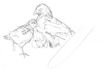 Un milan noir et son jeune poussin Un milan noir et son jeune poussin