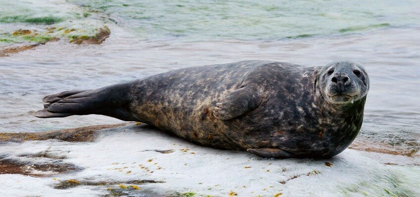 Un phoque gris peut atteindre  4 m et un poids de 500 kg, le veau marin un peu moins de 2 m pour 130 kg au maximum. Photo de phoque gris
